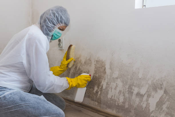 Best Residential Mold Removal  in Chester Center, CT